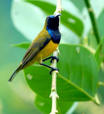 Olive-Backed Sunbird