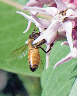 July 3rd - Hungry bee..