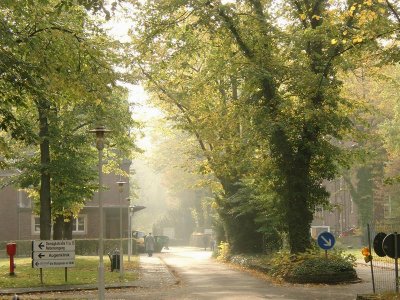 Trees in hospital area