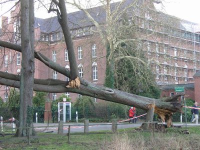Crushed tree