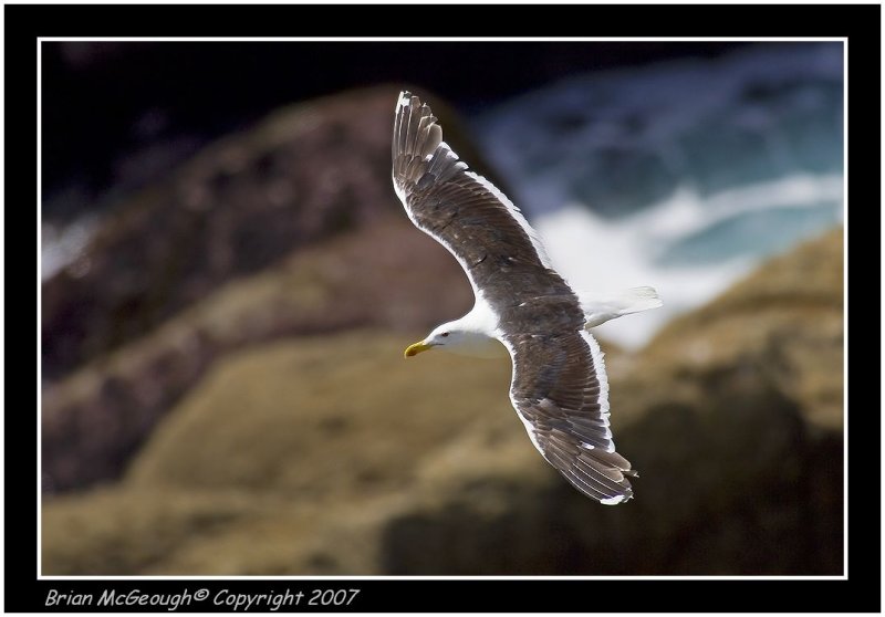 Great Black Backed Gull.jpg