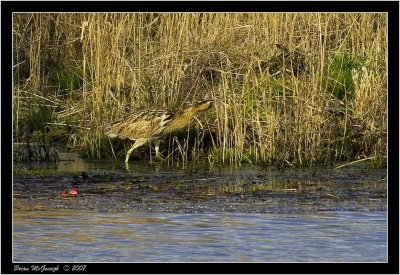 bittern.jpg