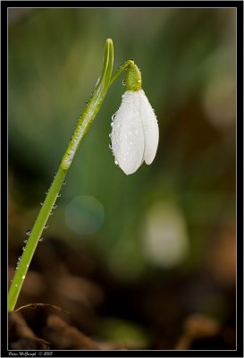 snow drop2.jpg