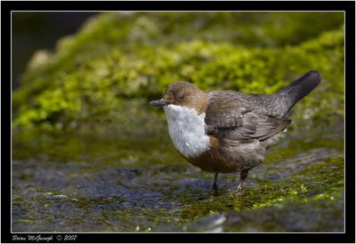 dipper.jpg