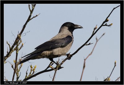 hooded crow 2.jpg