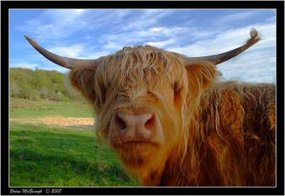 highland coo.jpg