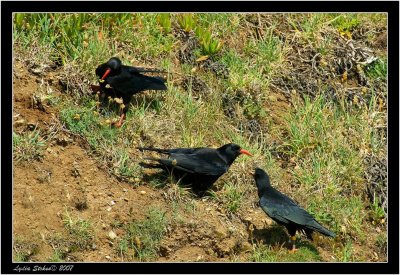 choughs and chick.jpg