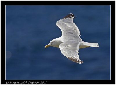 Herring gull.jpg
