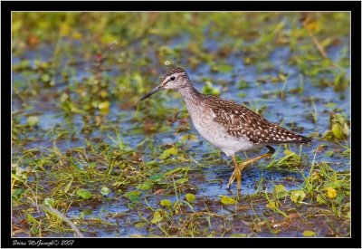 wood sandpiper.jpg