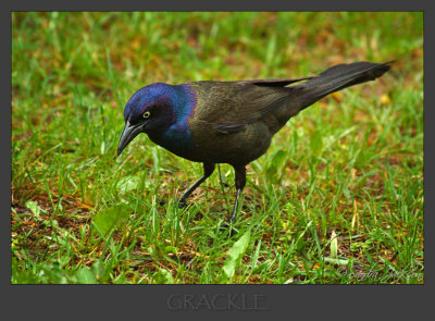 Grackle