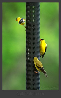 Goldfinch Feeding