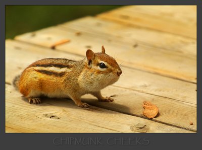 Chipmunk Cheeks