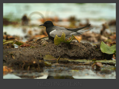 Black Tern nesting