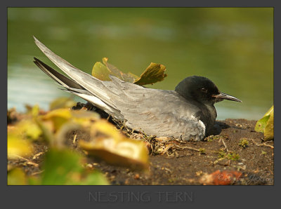 Nesting Tern