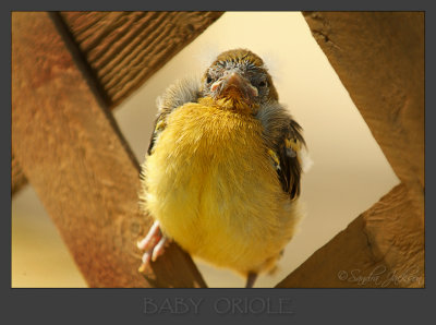 Baby Oriole