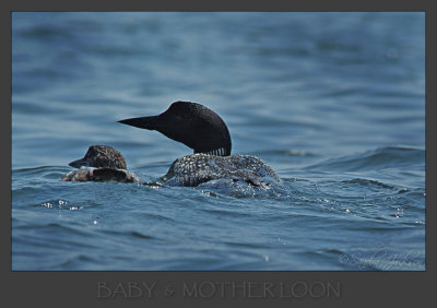 Baby & Mother Loon