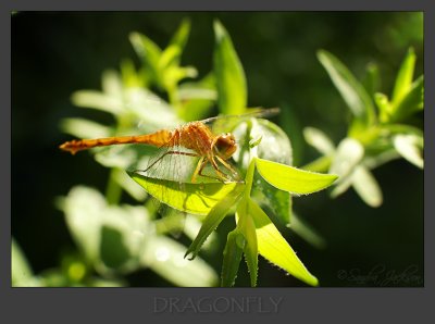 Dragonfly