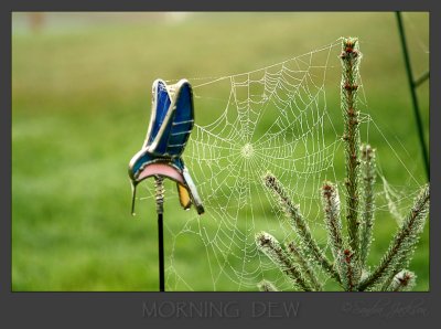Spiderweb dew