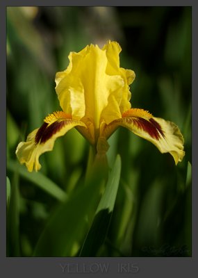 Yellow Iris