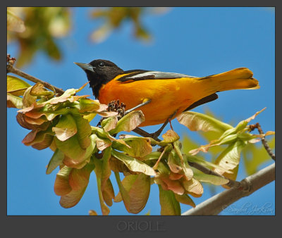 Oriole