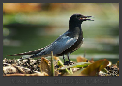 Black Tern - Breeding Plumage