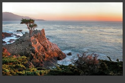 Lone Cypress at Sunset