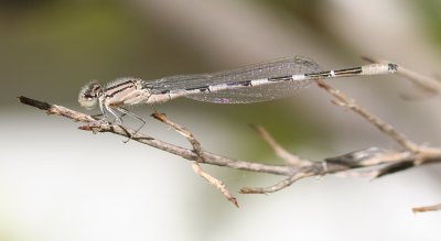 g6/08/443208/3/84695816.hRpb2gNZ.jpg
