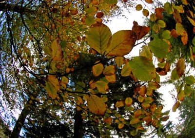 Looking up to autumm leaves