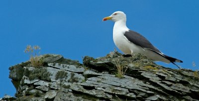 Seagull looking out