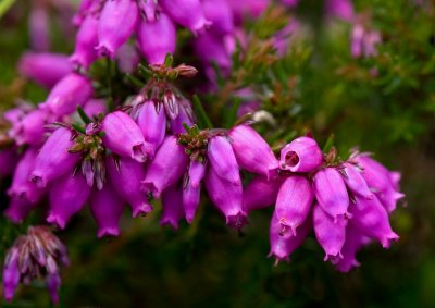 Some Ailsa Craig flowers