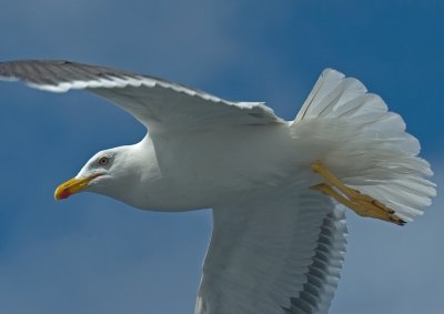 Seagull close up