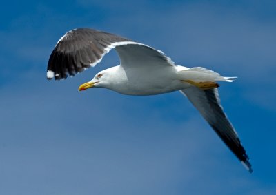 Gull on the wing