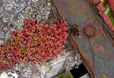 Small flowers and rusty metal