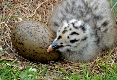 A chick and egg