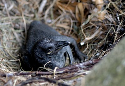 A little black chick