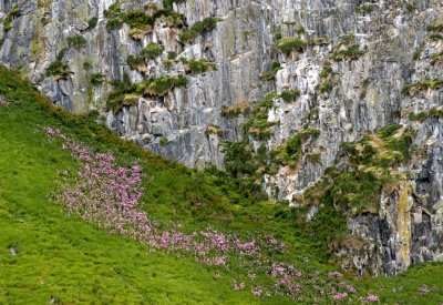 A river of flowers