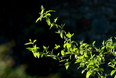 Two branches in the light