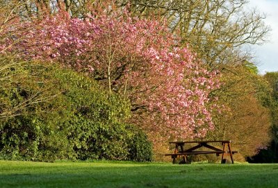 Tree blossom