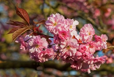 Tree blossom branch