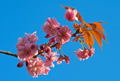 Tree blossom branch in sky