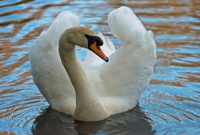 A wet swan