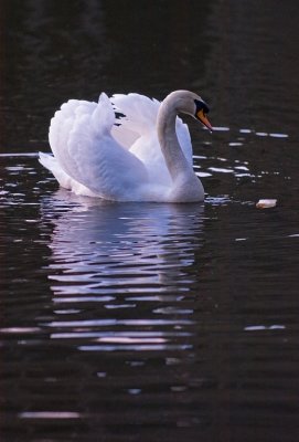 Swan eating bread