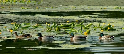 Ducks in a row