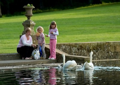 Feeding time at the swan pond