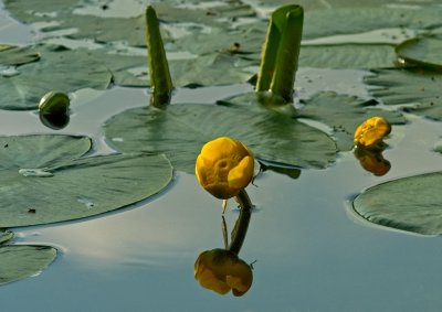 Have the swan pond triffids arrived