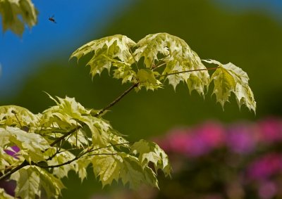 Tree branch