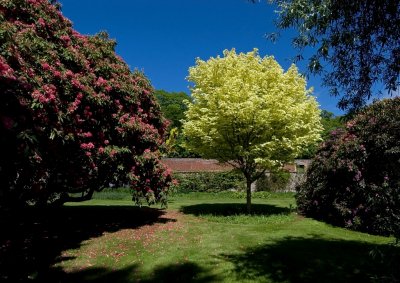 Multi coloured trees