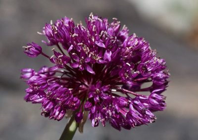 Flower not so close-up