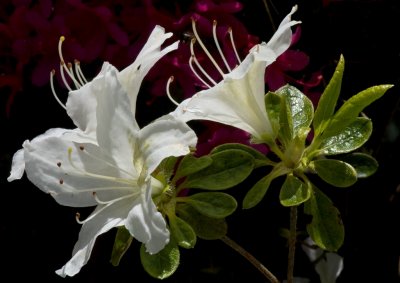 White flowers