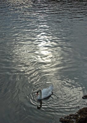 Riverside swan